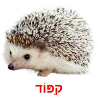 קִפּוֹד Bildkarteikarten