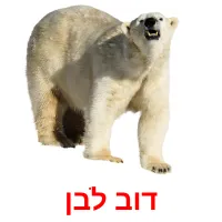 דוב לבן Tarjetas didacticas