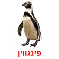 פינגווין card for translate