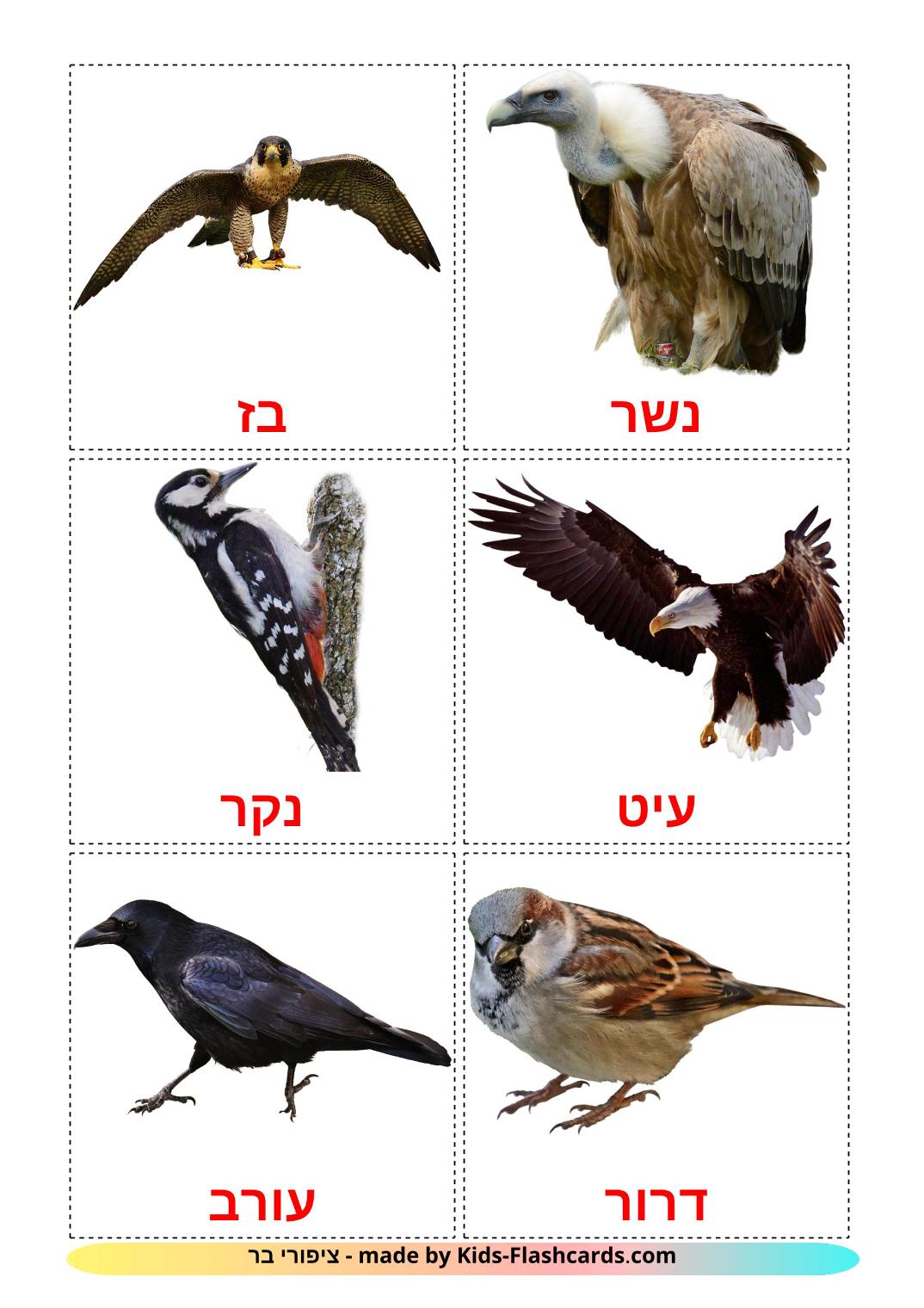 Wild birds - 18 Free Printable hebrew Flashcards 