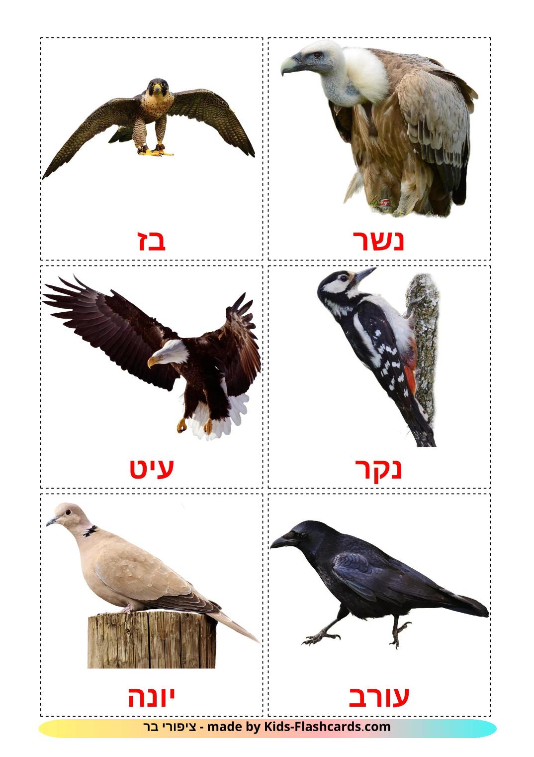 Wildvögel - 19 kostenlose, druckbare Hebräisch Flashcards 