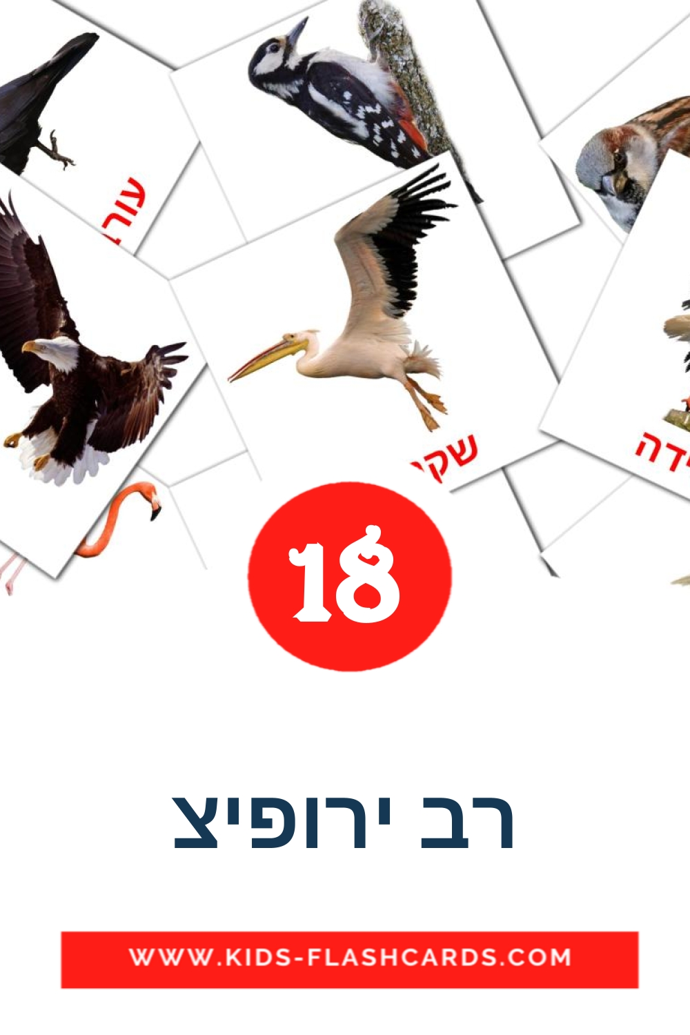 18 cartes illustrées de רב ירופיצ pour la maternelle en hébreu