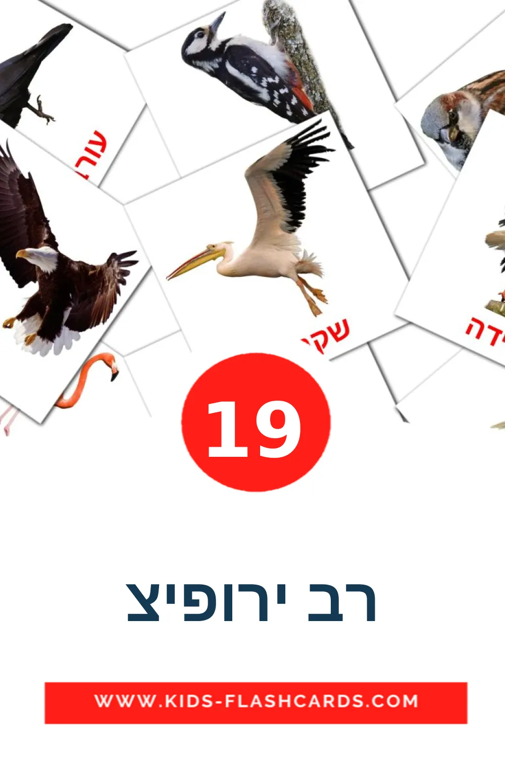 19 רב ירופיצ Bildkarten für den Kindergarten auf Hebräisch