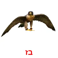 בז Bildkarteikarten