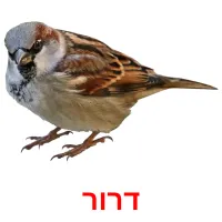 דרור Bildkarteikarten