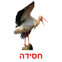 חסידה Bildkarteikarten