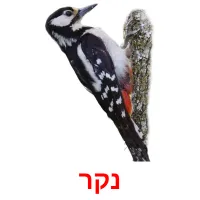 נקר Bildkarteikarten