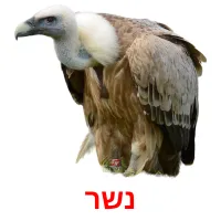 נשר Bildkarteikarten