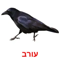 עורב Bildkarteikarten