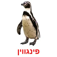 פינגווין Bildkarteikarten