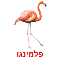 פלמינגו Bildkarteikarten