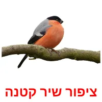 ציפור שיר קטנה Bildkarteikarten