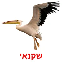 שקנאי Bildkarteikarten