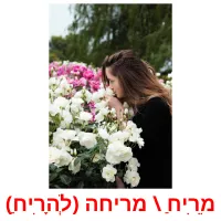 מֵרִיחַ \ מריחה (לְהָרִיחַ) ansichtkaarten