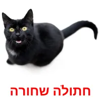 חתולה שחורה Bildkarteikarten