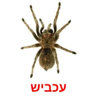 עכביש Bildkarteikarten