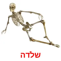 שלדה Bildkarteikarten