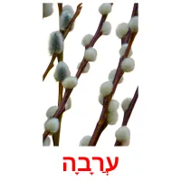 עֲרָבָה Bildkarteikarten