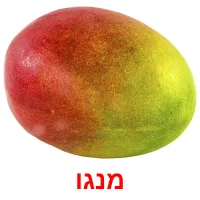 מנגו Bildkarteikarten