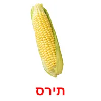 תירס ansichtkaarten