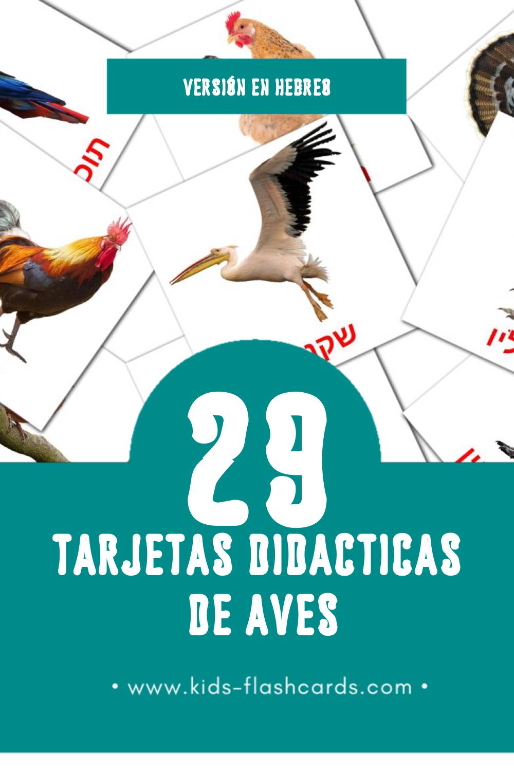Tarjetas visuales de ציפורים para niños pequeños (29 tarjetas en Hebreo)