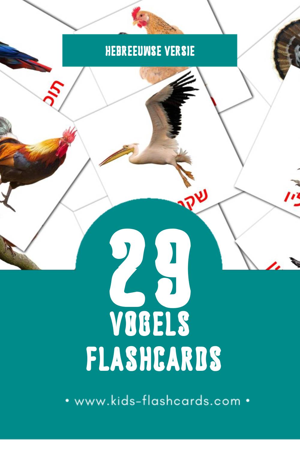 Visuele ציפורים Flashcards voor Kleuters (29 kaarten in het Hebreeuws)