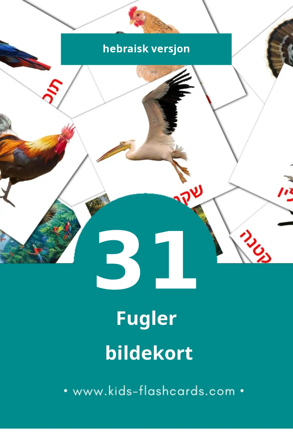 Visuelle ציפורים bildekort for småbarn (31 kort på Hebraisk)