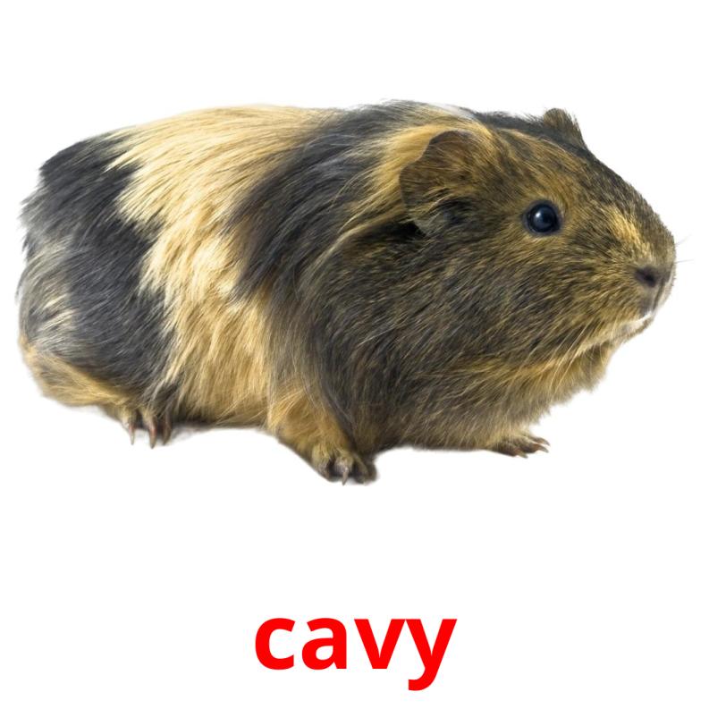 cavy picture flashcards