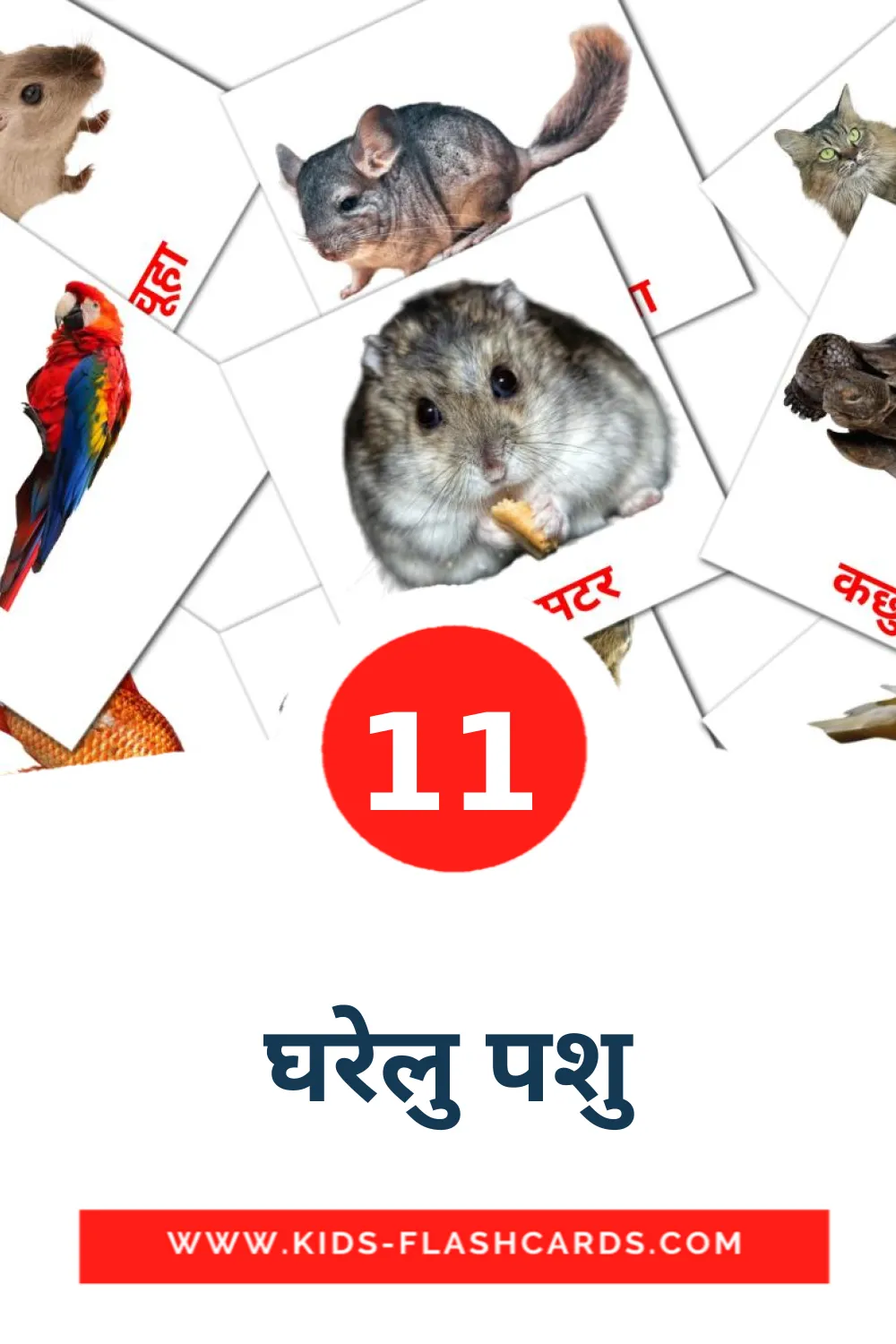 11 घरेलु पशु Picture Cards for Kindergarden in devanagari