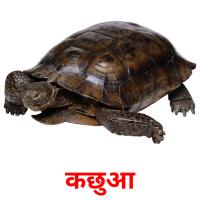 कछुआ picture flashcards