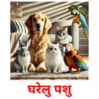 घरेलु पशु picture flashcards