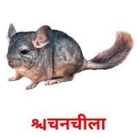 चिनचीला picture flashcards