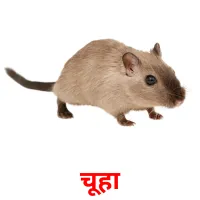 चूहा picture flashcards