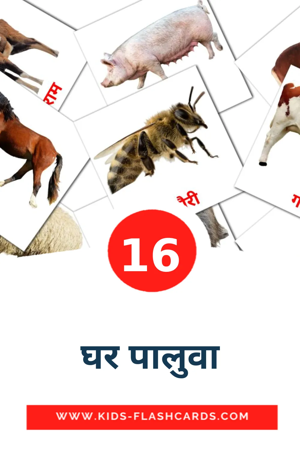 16 घर पालुवा Picture Cards for Kindergarden in devanagari