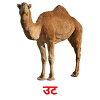 उट picture flashcards