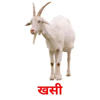 खसी picture flashcards