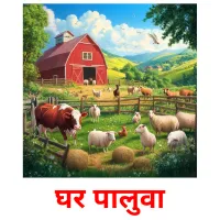 घर पालुवा picture flashcards