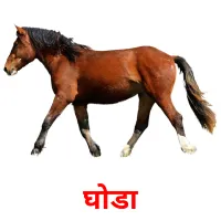 घोडा picture flashcards