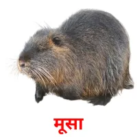 मूसा picture flashcards