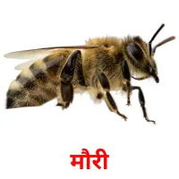 मौरी picture flashcards