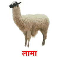 लामा picture flashcards