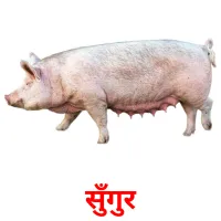 सुँगुर picture flashcards