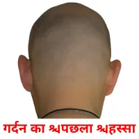 गर्दन का पिछला हिस्सा picture flashcards