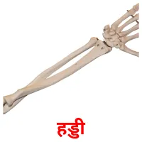 हड्डी picture flashcards