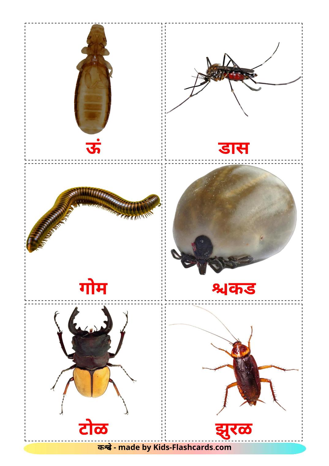 Insects - 23 Free Printable devanagari Flashcards 