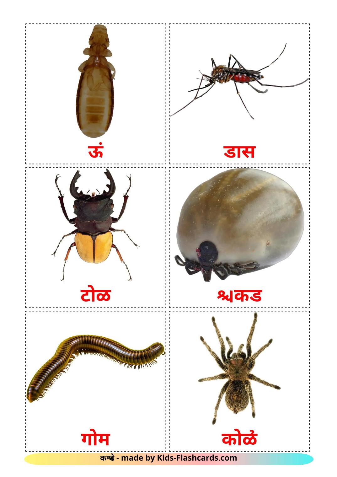 Insects - 24 Free Printable devanagari Flashcards 