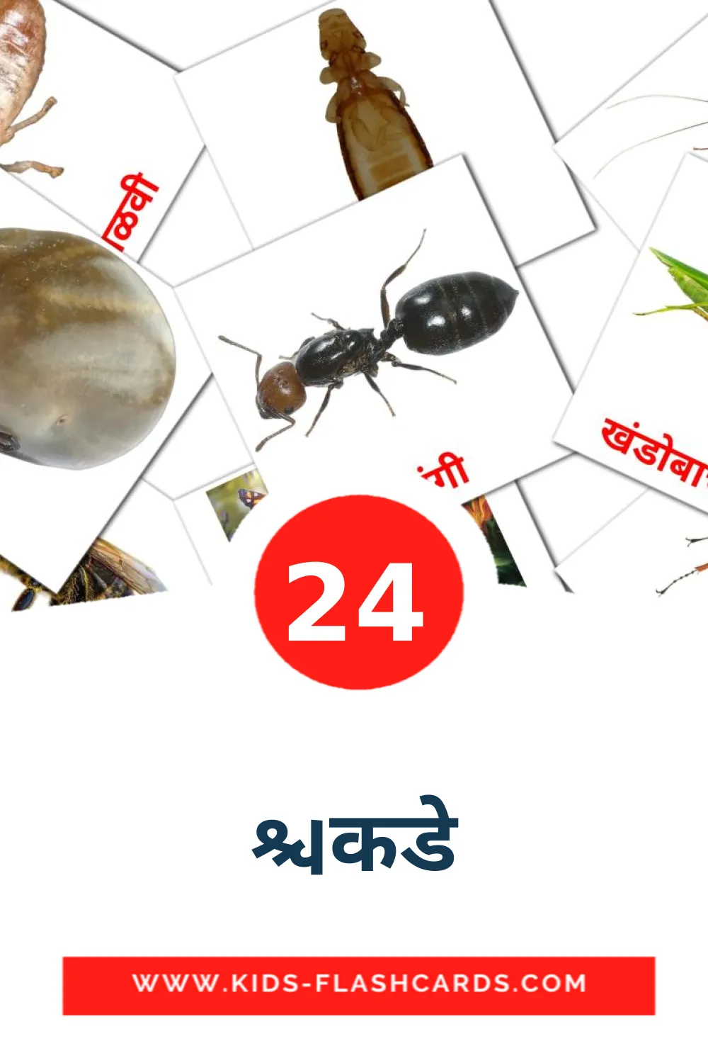 24 किडे Picture Cards for Kindergarden in devanagari