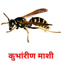 कुभांरीण माशी picture flashcards