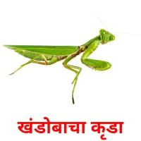 खंडोबाचा कीडा picture flashcards