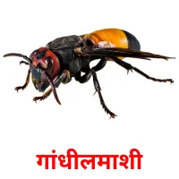 गांधीलमाशी picture flashcards